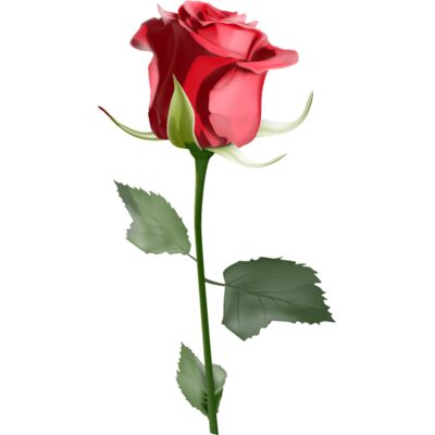 Rose Thumbnail